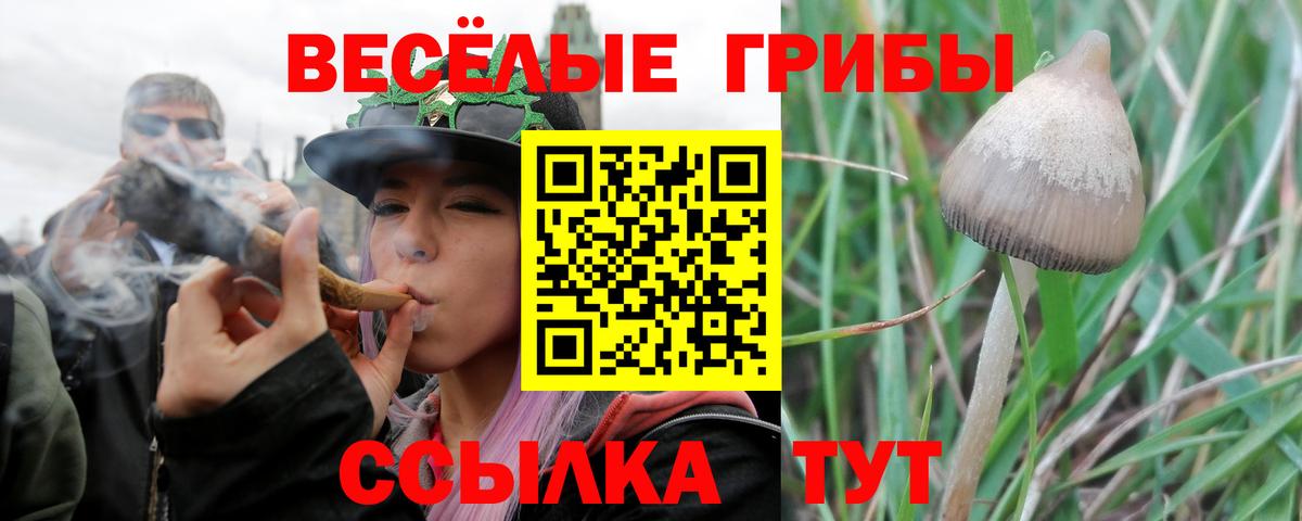 Лыткарино  Галлюциногенные грибы Cubensis  Галлюциногенные грибы Cubensis  Вход с VPN 